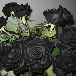 Black Roses