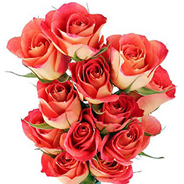 Coral Roses