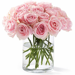 Pink Roses